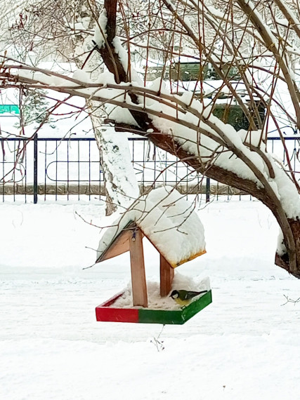 Сбережем зимой пернатых!.